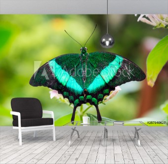 Picture of Emerald Swallowtail butterfly is sitting on the flower